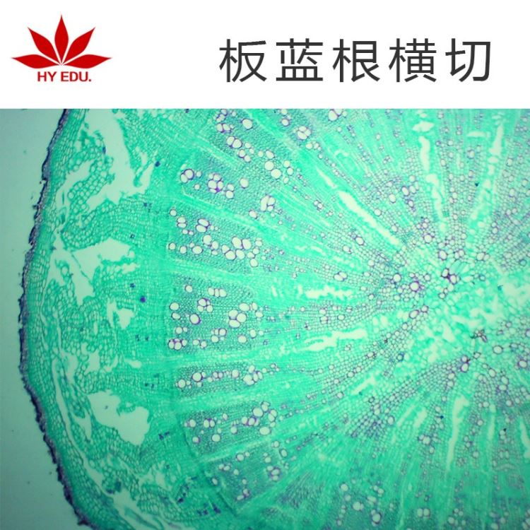 植物类 板蓝根横切 显微镜玻片 生物切片 高教教学_显微镜_光学检测仪器_实验室用品_供应_工品联盟网
