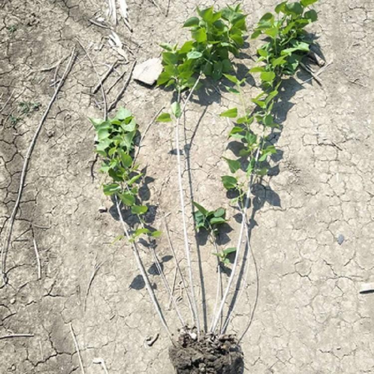 丁香花树苗暴马丁香多叉丁香小苗耐寒庭院盆浓香绿化大叶植物