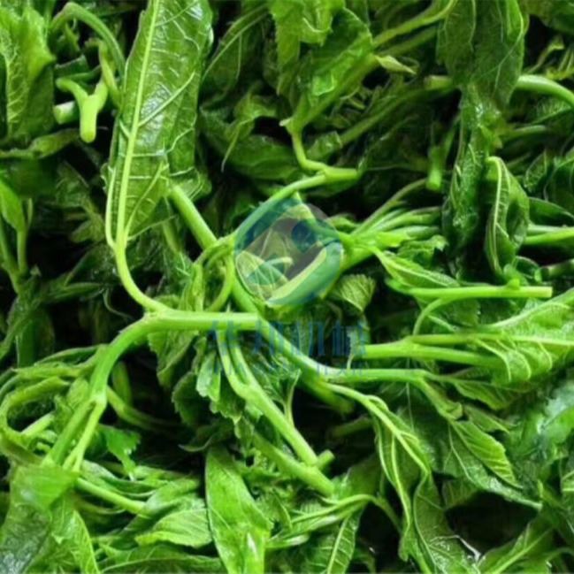 全自动桑芽菜漂烫冷却机 2021桑芽菜加工流水线 蛋白桑生产成套流水线_工业油冷却机_制冷设备_暖通制冷_供应_工品联盟网