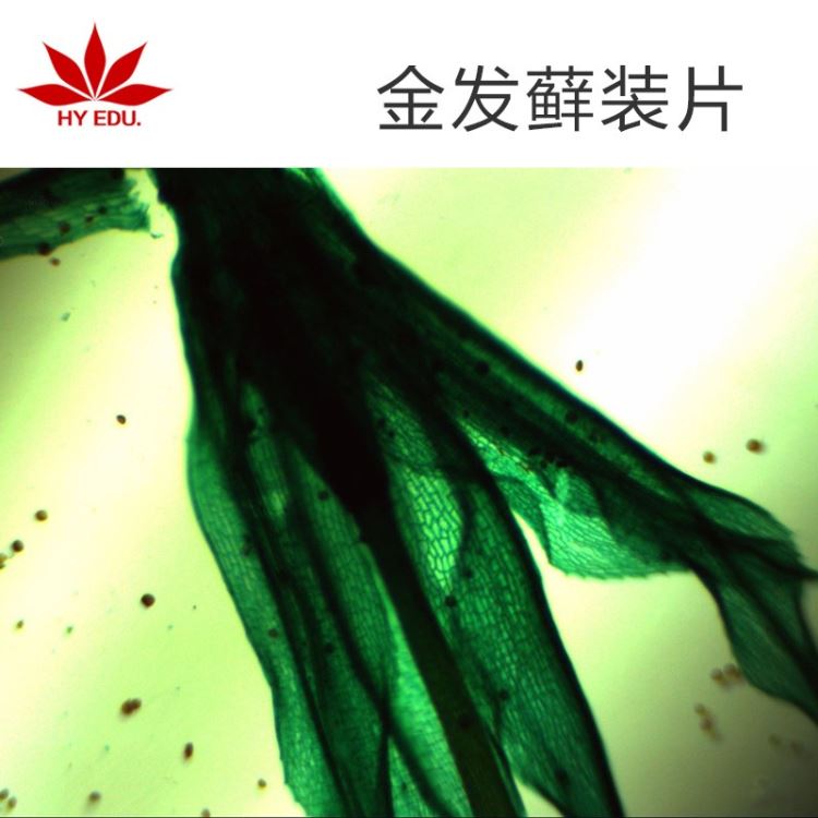 植物类  金发藓装片   显微镜玻片 生物切片  高教教学